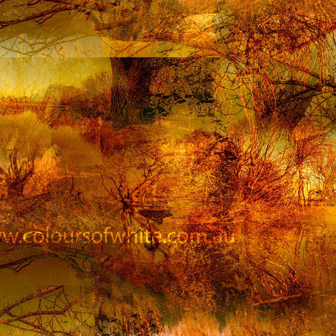 The Golden Light