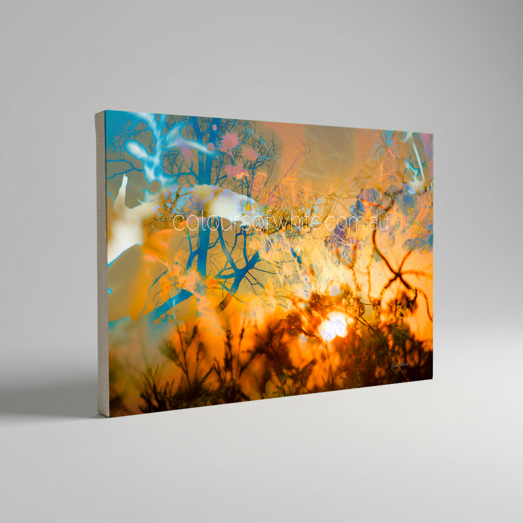 “The Evening Set” archival canvas print by Durham J White, featuring a layered photographic artwork of BlackHill Reserve in Kyneton with silhouetted branch networks in deep amber, burnt orange, and cooling soft teals.