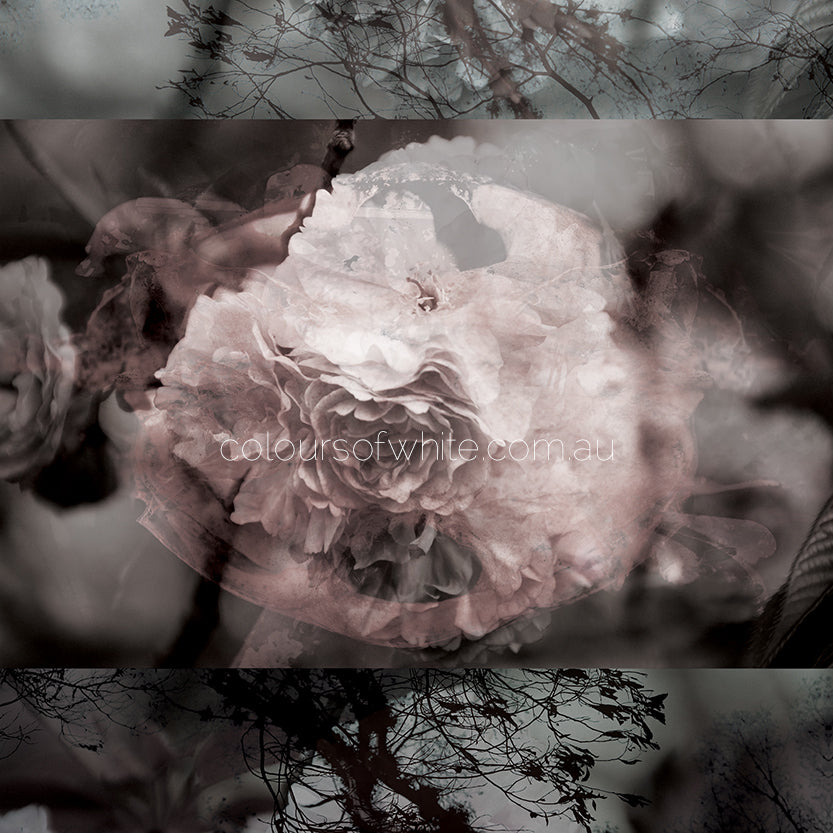 Blossoms Square Element 1 — dark moody greys, dusky pink and chocolate tones, Japanese blossom botanical art by Durham J White, archival canvas