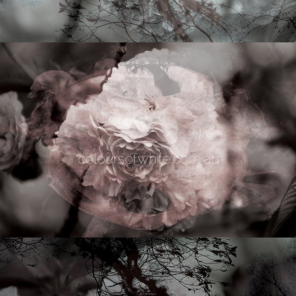 Blossoms Square Element 1 — dark moody greys, dusky pink and chocolate tones, Japanese blossom botanical art by Durham J White, archival canvas