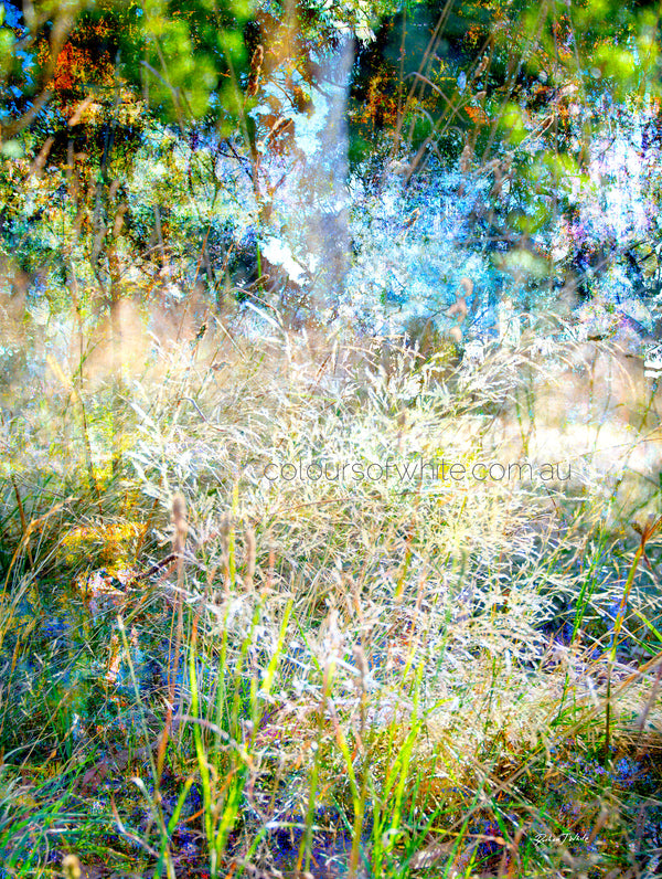 “Rising to the Countryside Glory” archival canvas print by Durham J White, featuring a layered photographic artwork of sun-drenched Australian grasses and canopy in cool sky blues, morning yellows, and deep greens.