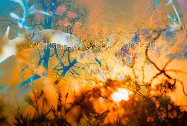 The Evening Set – Kyneton nature landscape by Durham J White. Amber and golden sunset light burning through silhouetted scrub at BlackHill Reserve in a layered photographic composition.