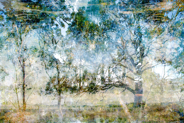 The Mystical Peace of the Land – Australian nature landscape by Durham J White. Eucalypts layered in soft blue, pale green and misty white in a serene layered photographic composition near Trentham, Victoria.